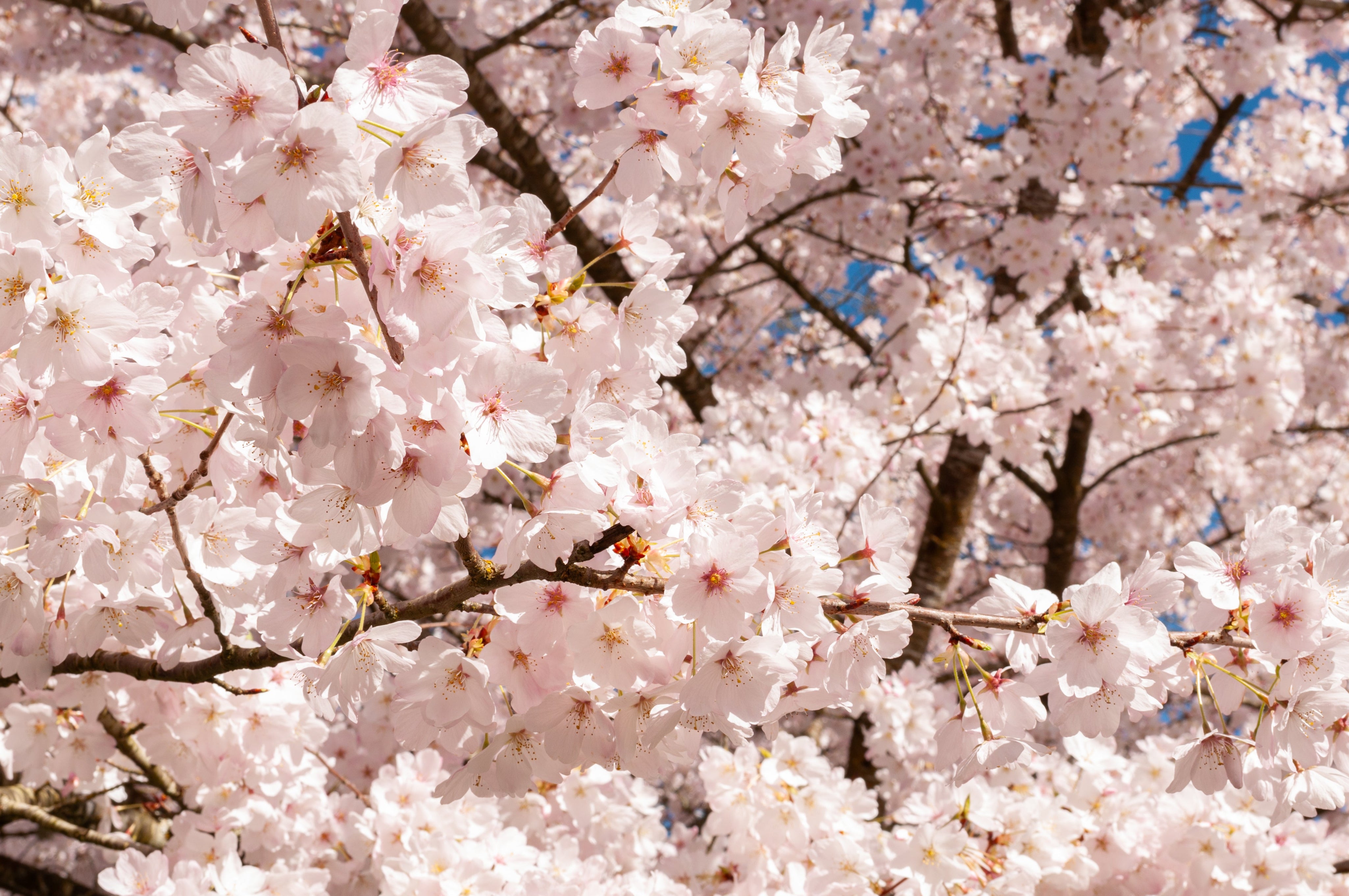 Spring Skincare Refresh: 4 Simple Swaps for Healthier Skin